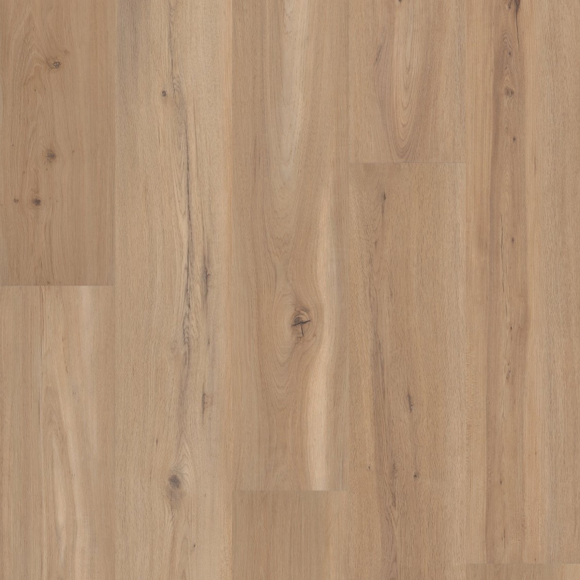 Blonde Oak - Image 3